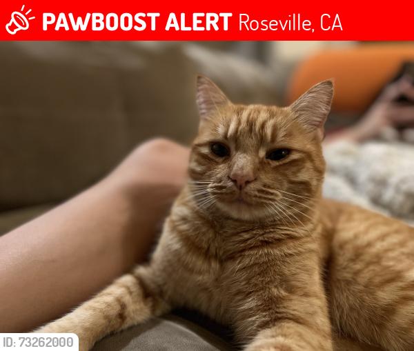 Lost Male Cat last seen Turnberry ln, Roseville, CA 95747