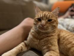 Lost Male Cat last seen Turnberry ln, Roseville, CA 95747