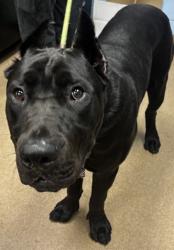 Shelter Stray Male Dog last seen Near Powell Ct SE Atlanta GA 30316, 30316, GA, 3280 Chamblee Dunwoody Rd, Chamblee, GA 30341, USA