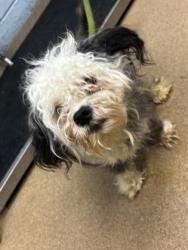 Shelter Stray Male Dog last seen Near Orchard Circle Decatur, 30032, 30032, GA, 3280 Chamblee Dunwoody Rd, Chamblee, GA 30341, USA