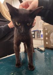 Shelter Stray Female Cat last seen Near Weaver Dairy Rd, County/Unicorporated, NC, 1491 Business Park Ct, Gastonia, NC 28052, USA