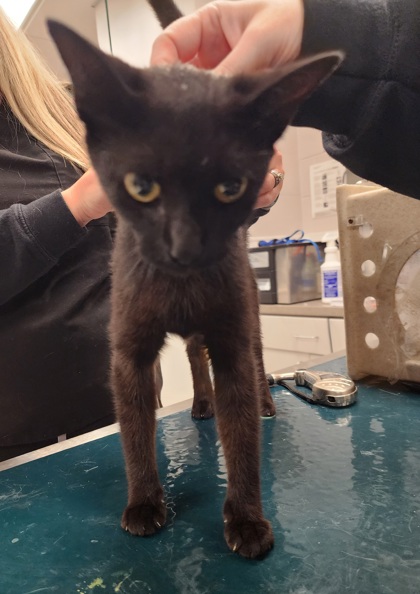 Shelter Stray Female Cat last seen Near Weaver Dairy Rd, County/Unicorporated, NC, 1491 Business Park Ct, Gastonia, NC 28052, USA