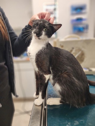 Shelter Stray Female Cat last seen Near Weaver Dairy Rd, County/Unicorporated, NC, 1491 Business Park Ct, Gastonia, NC 28052, USA