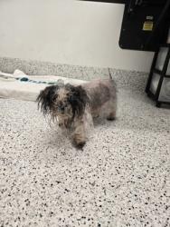 Shelter Stray Male Dog last seen Near Sells Ave SW, Atlanta, GA, 1251 Fulton Industrial Blvd NW, Atlanta, GA 30336, USA