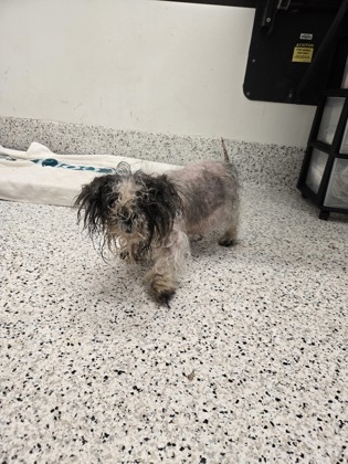 Shelter Stray Male Dog last seen Near Sells Ave SW, Atlanta, GA, 1251 Fulton Industrial Blvd NW, Atlanta, GA 30336, USA