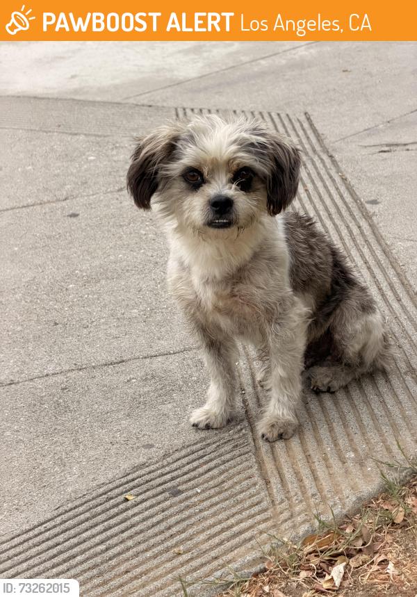 Found/Stray Male Dog last seen Euclid and Garnet, Los Angeles, CA 90023