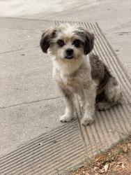 Found/Stray Male Dog last seen Euclid and Garnet, Los Angeles, CA 90023