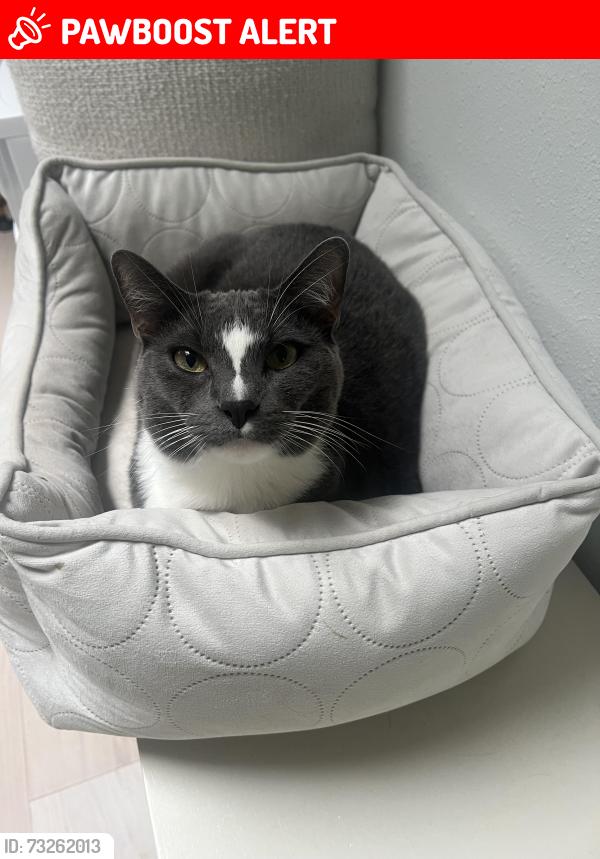 Lost Male Cat last seen SW 216th Pl, Washington County, OR 97140