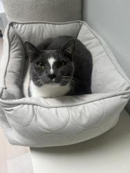 Lost Male Cat last seen SW 216th Pl, Washington County, OR 97140