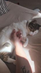 Lost Female Cat last seen Elm Park by Starlight Homes Austin Colony, Austin, TX 78724