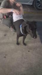 Found/Stray Male Dog last seen Circle k on McCullough and rampart, San Antonio, TX 78216