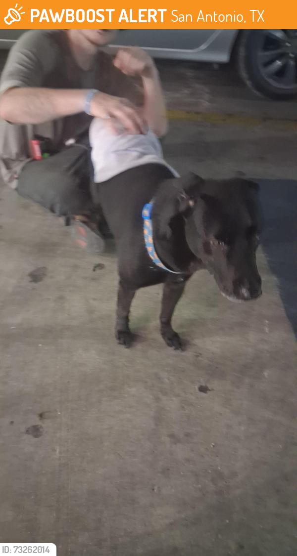 Found/Stray Male Dog last seen Circle k on McCullough and rampart, San Antonio, TX 78216