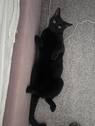 Lost Male Cat last seen Park, Cheshire East, England CW1 3AE