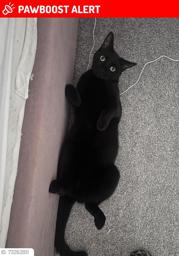 Lost Male Cat last seen Park, Cheshire East, England CW1 3AE