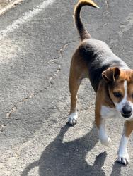 Reunited Male Dog last seen Vanden Rd and Alamo Rd, Vacaville, CA 95687