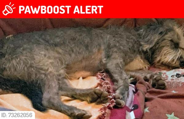 Lost Male Dog last seen Near brownswood road and summertrees subdivision JO S, Charleston County, SC 29455