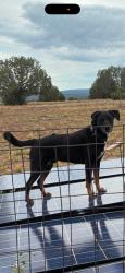 Lost Male Dog last seen 63rd and missouri, Glendale, AZ 85301