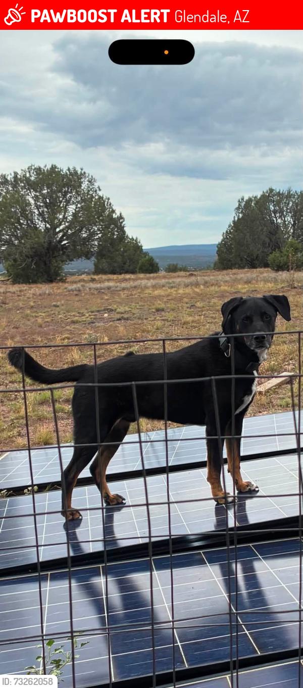 Lost Male Dog last seen 63rd and missouri, Glendale, AZ 85301