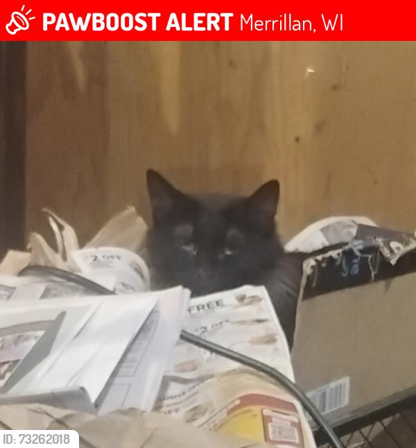 Lost Female Cat last seen Hayden Street , Merrillan. WI, Merrillan, WI 54754