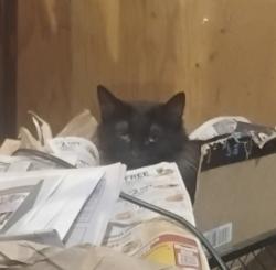 Lost Female Cat last seen Hayden Street , Merrillan. WI, Merrillan, WI 54754