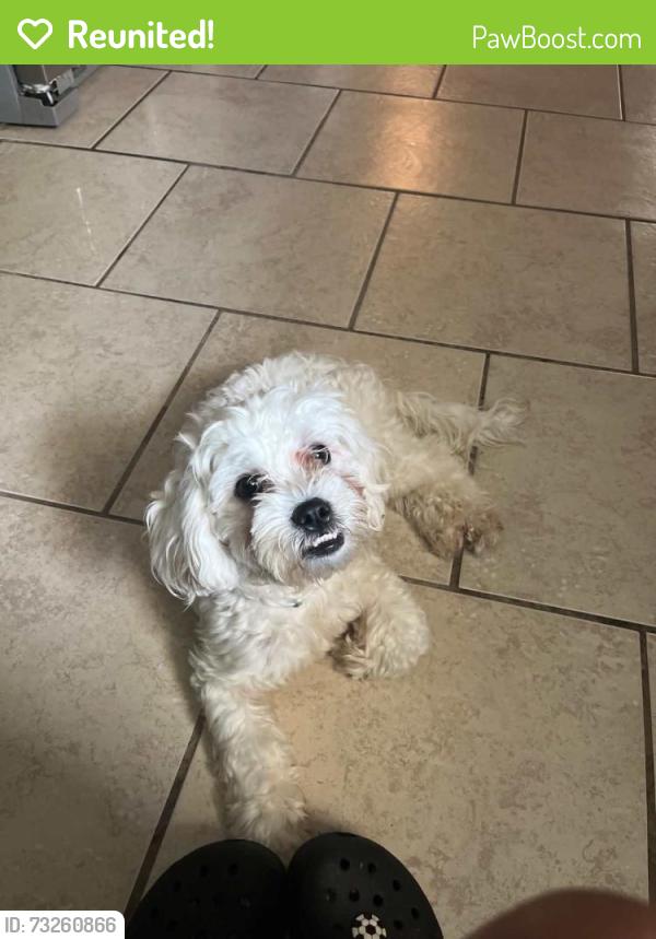 Reunited Female Dog last seen Near winderemere dr, Arlington, TX 76014