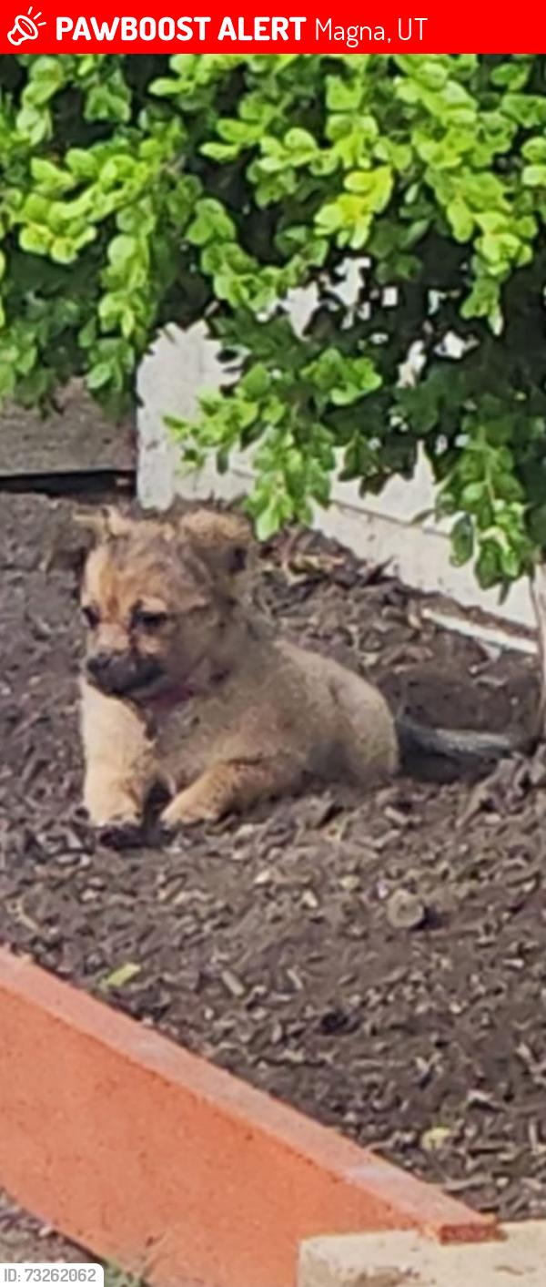 Lost Female Dog last seen 4100s 7200w, Magna, UT 84044