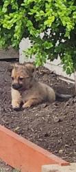 Lost Female Dog last seen 4100s 7200w, Magna, UT 84044