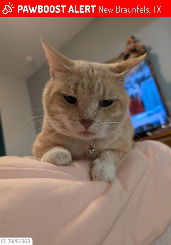 Lost Male Cat last seen Stone Haven apmts, New Braunfels, TX 78130