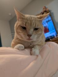 Lost Male Cat last seen Stone Haven apmts, New Braunfels, TX 78130