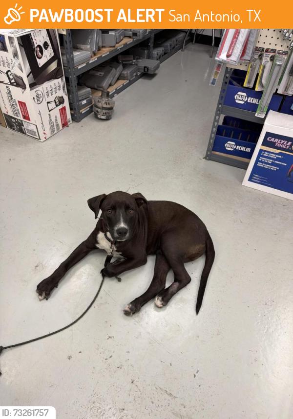Found/Stray Male Dog last seen FM 78 & Rittiman Rd, San Antonio, TX 78218