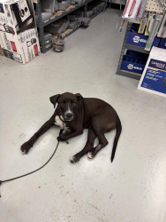 Found/Stray Male Dog last seen FM 78 & Rittiman Rd, San Antonio, TX 78218