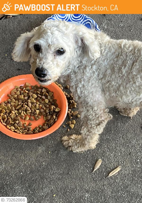 Found/Stray Male Dog last seen Hamilton School, Stockton, CA 95202