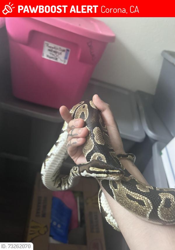 Lost Female Reptile last seen Near D St., Corona, CA 92882