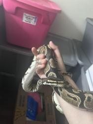 Lost Female Reptile last seen Near D St., Corona, CA 92882