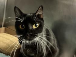 Shelter Stray Female Cat last seen Near E 153rd Street, BRONX, NY, 10451, 326 E 110th St, New York, NY 10029, USA