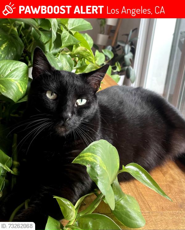 Lost Female Cat last seen 87th Street between Rayford and Stanmoor, near Loyola Village Elementary School, Los Angeles, CA 90045