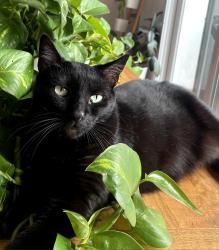 Lost Female Cat last seen 87th Street between Rayford and Stanmoor, near Loyola Village Elementary School, Los Angeles, CA 90045