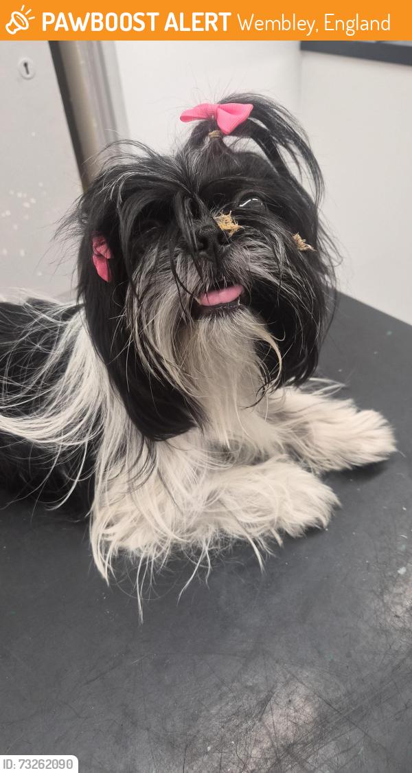 Found/Stray Female Dog last seen Prsston road, Wembley, England 
