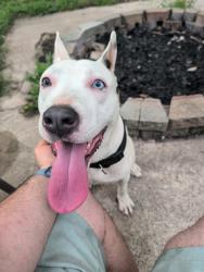 Found/Stray Male Dog last seen Belmont & Greentree, Independence, MO 64057