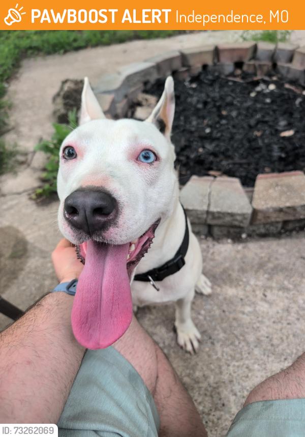Found/Stray Male Dog last seen Belmont & Greentree, Independence, MO 64057