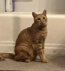 Lost Male Cat last seen Near Harold Dr, St. Louis, MO 63134