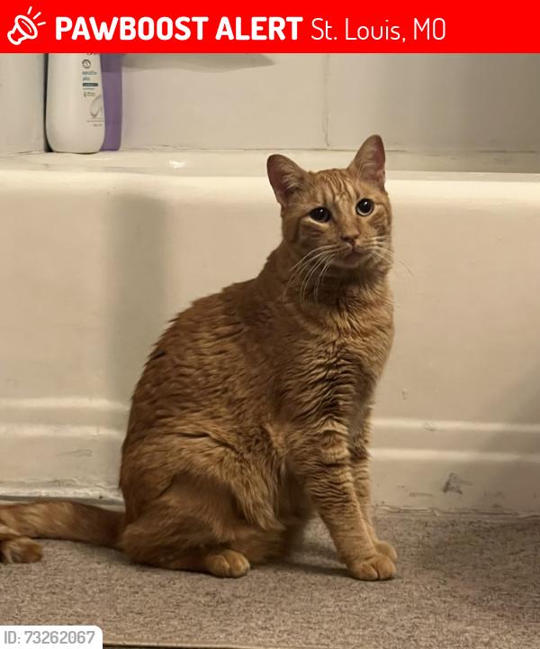 Lost Male Cat last seen Near Harold Dr, St. Louis, MO 63134
