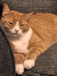 Lost Male Cat last seen Marsham, Marsham, England NR10 5PJ