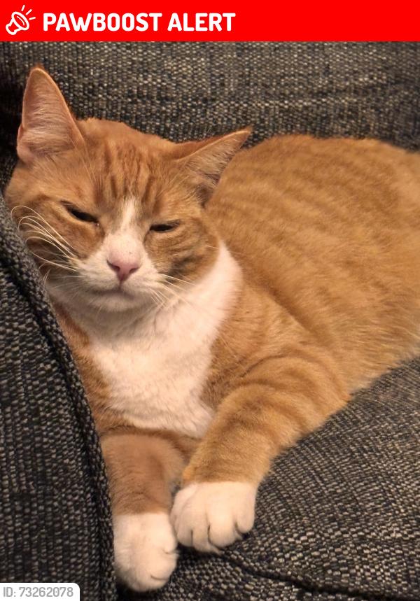 Lost Male Cat last seen Marsham, Marsham, England NR10 5PJ
