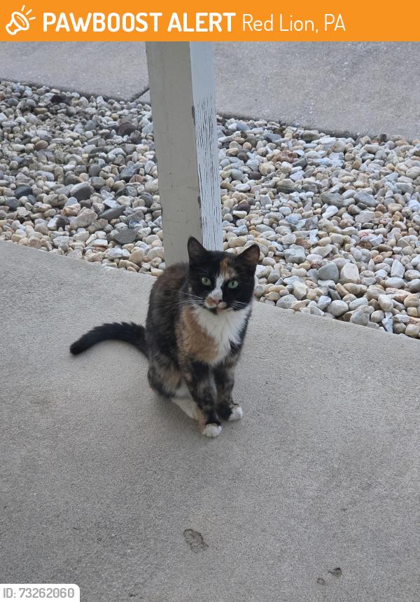 Found/Stray Female Cat last seen Lartry Drive, Red Lion PA, Red Lion, PA 17356