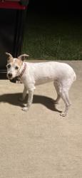 Lost Female Dog last seen Thomas lane, New Caney, TX 77357