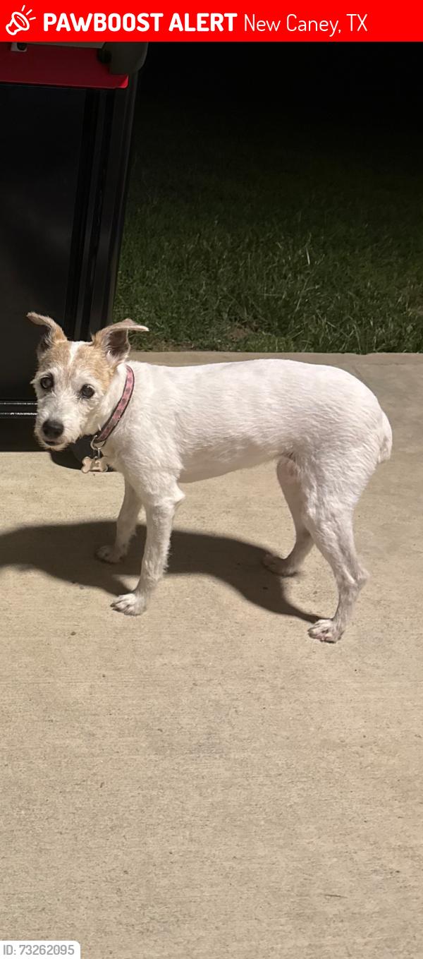 Lost Female Dog last seen Thomas lane, New Caney, TX 77357