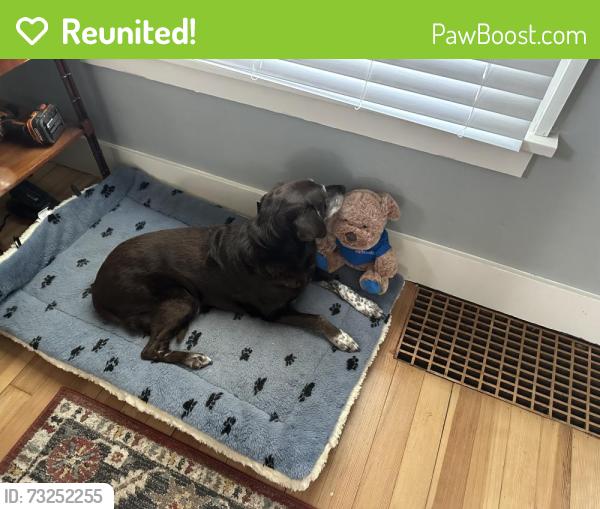 Reunited Female Dog last seen Broadway and Silver Lake Drive, Rochester, MN 55906