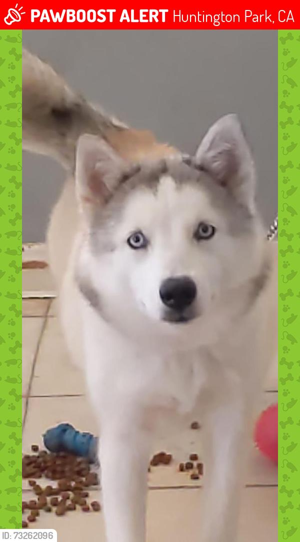 Lost Female Dog last seen Gage and florence, Huntington Park, CA 90255