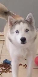 Lost Female Dog last seen Gage and florence, Huntington Park, CA 90255